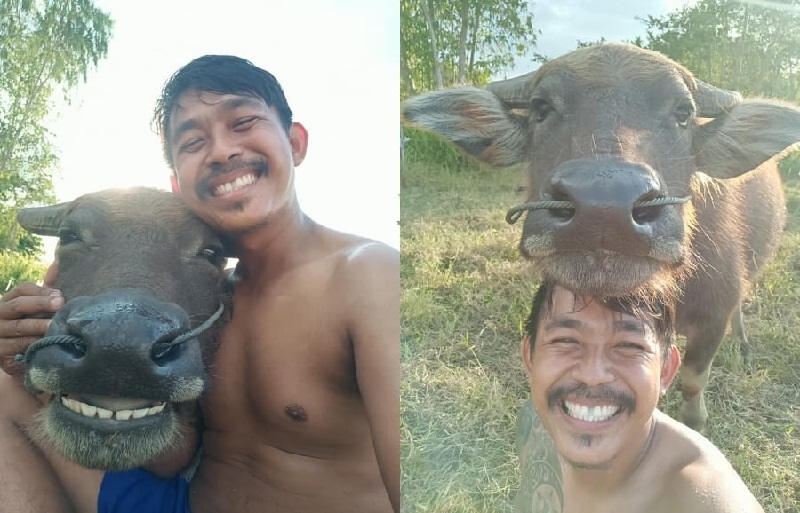 Kisah Persahabatan Antara Petani dan Kerbau Ini Viral di Sosmed