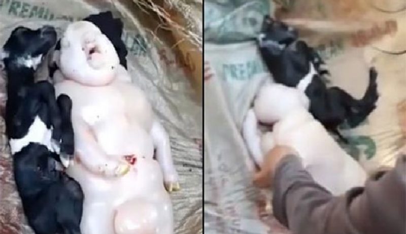 VIRAL! Induk Kambing Lahirkan Makhluk Setengah Babi Setengah Manusia