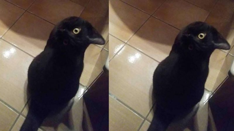 Coba Tebak, Ini Foto Kucing atau Burung Gagak?