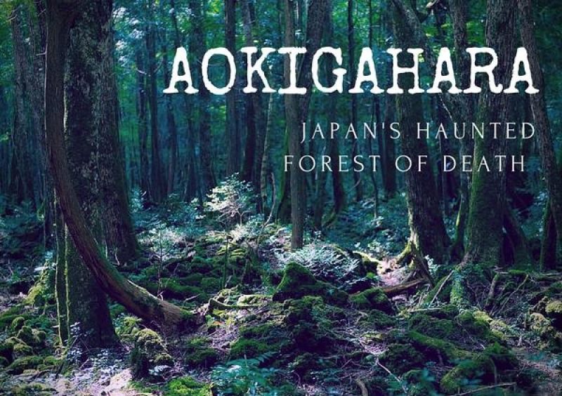 Aokigahara, Hutan Paling Angker dan “Tempat Sempurna Untuk Mati” di Jepang